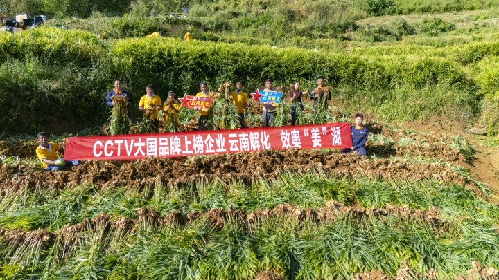 墨江象鼻村生姜大丰收！！从莳植、施肥到采摘，，，云南解化全程“呵护”